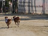 Golden Rabbit European Sandtrack-Derby Th. Ernst (144)